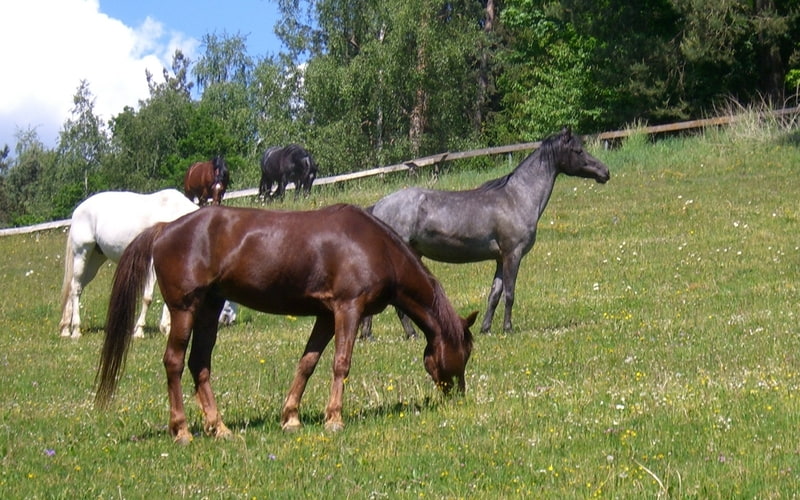 Pferde Weide Fünf Missouri Foxtrotter grasen auf grüner Weide